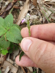 Rostellularia adscendens