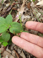 Rostellularia adscendens