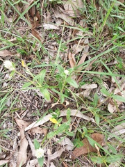 Gomphrena celosioides