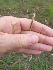 Bothriochloa decipiens