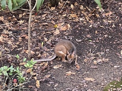 Thylogale stigmatica