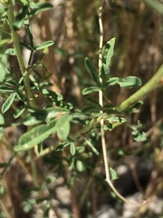 Dalea candida oligophylla