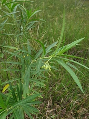 Gomphocarpus fruticosus