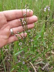 Verbena officinalis