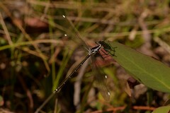 Austroargiolestes alpinus