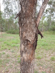 Eucalyptus moluccana