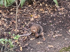 Thylogale stigmatica