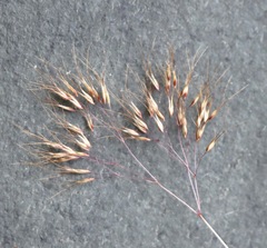 Pentameris airoides airoides