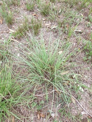 Microlaena stipoides