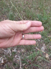 Microlaena stipoides