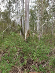 Eucalyptus tereticornis