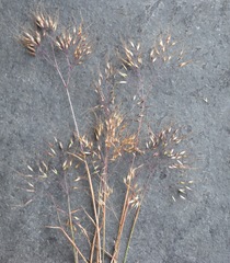 Pentameris airoides airoides