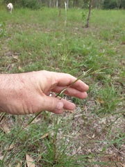 Cymbopogon refractus