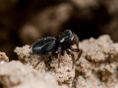 Chalcoscirtus nigritus