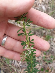 Lespedeza juncea