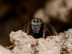 Chalcoscirtus nigritus