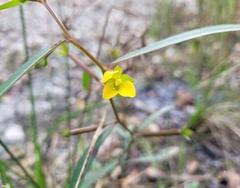 Ludwigia linearis