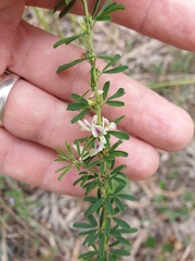 Lespedeza juncea