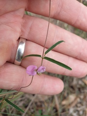 Vigna vexillata angustifolia