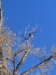 Haliaeetus leucocephalus