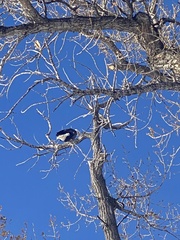 Haliaeetus leucocephalus