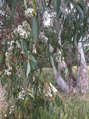 Eucalyptus pauciflora
