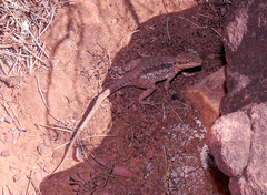 Ctenophorus modestus