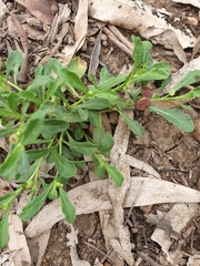 Sphaeromorphaea australis