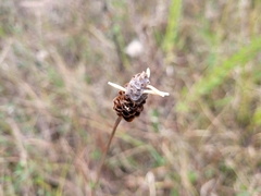 Xyris fimbriata