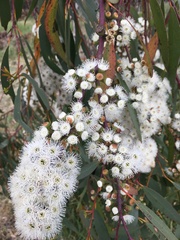 Eucalyptus pauciflora