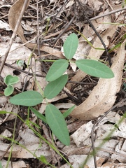 Glycine tabacina