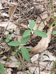 Glycine tabacina