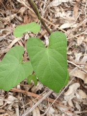 Ipomoea plebeia