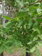 Angophora subvelutina