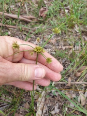 Cyperus polystachyos