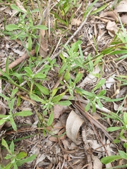 Chrysocephalum apiculatum