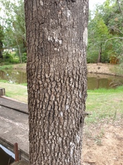 Corymbia tessellaris