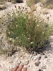 Dalea candida oligophylla
