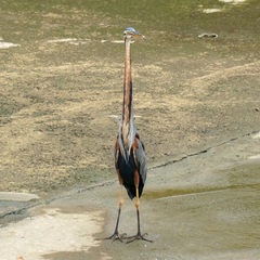 Ardea purpurea manilensis