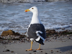 Larus livens