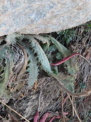 Cirsium vulgare