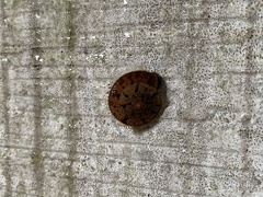 Plectotropis mackensii