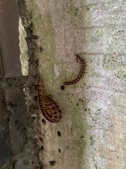 Helicorthomorpha