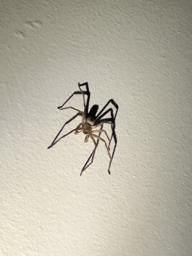 Giant Crab Spider