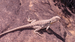 Ctenophorus vadnappa