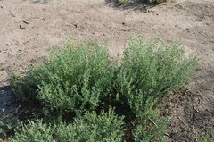 Atriplex polycarpa