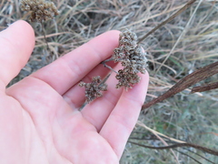 Achillea millefolium