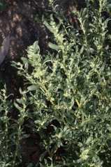 Atriplex polycarpa
