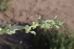 Atriplex polycarpa