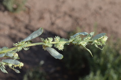 Atriplex polycarpa